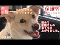 【保護犬預かり】かもめ、卒業の日②【その後の様子もあるよ】