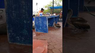 #fishmarket in #galapagos #island #galápagos #ecuador #travel #travelvlog