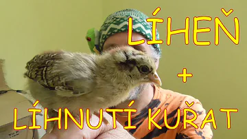 Jaká onemocnění se řadí do respiračních chorob?