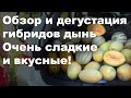 Обзор и дегустация гибридов дынь. Очень сладкие и вкусные!