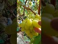 Инкогнито Кишмиш ?