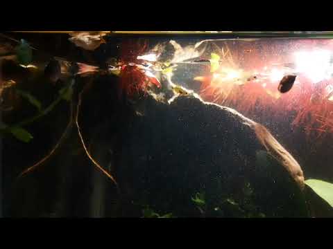 Tateurndina ocellicauda, piccoli trasferiti nell'acquario insieme agli adulti