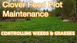 Clover Food Plot Maintenance - Controlling Weeds & Grasses