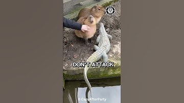 Why Predators DON