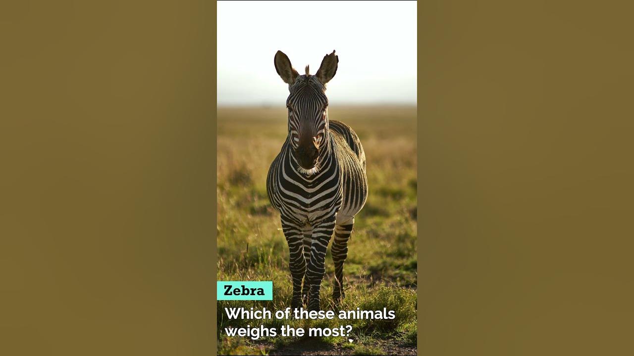 Which Of These Animals Weighs The Most Most Weighted Animal Lion which-of-these-animals-weighs-the-most-most-weighted-animal-lion