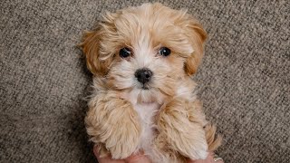 Maltipoo Pros And Cons
