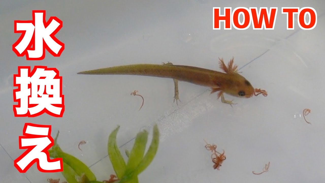 イモリの正しい水換え方法 イモリ幼体 Youtube