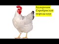 Адлерская порода кур