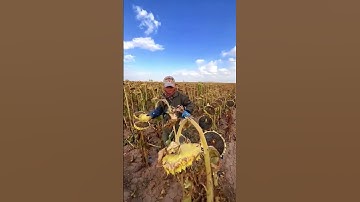 harvesting sunflowers #farm #sunflower #farming #farmer #nature