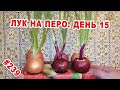 Лук на перо. Выращиваю на кухне. День 15. DIY &amp; DACHA Серия 239