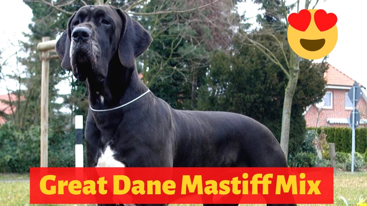 Complete Guide To The Great Dane Mastiff Mix (Daniff)