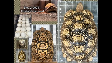 Contrast: A Visual Journey, from the Delicate Hatchling Stage through Motherhood