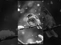 Amazing Facts the House Sparrow #facts #shortsfeed #animals #wildlife #funfacts #discovery