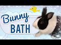 Cleaning Your Bunny ~ Bunny Bath