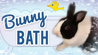 Cleaning Your Bunny ~ Bunny Bath