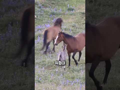 지쳐가던 어미, 갑자기 발굽을 날렸습니다