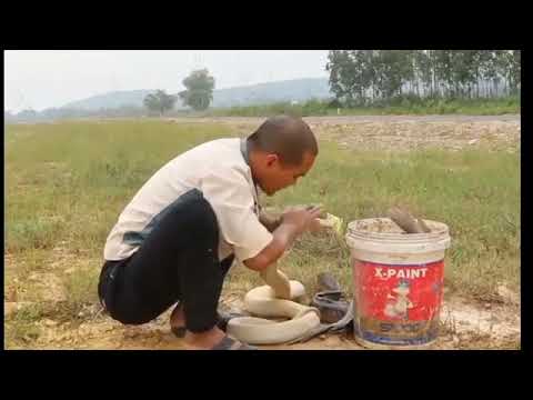 Python attacks catfish in a deep hole!!catch fish with snakes!!!