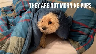 Tiny Yorkies don't do mornings!