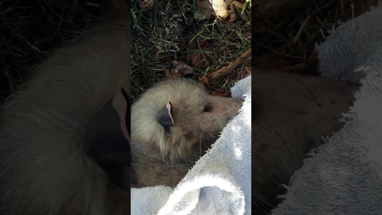 Possum hit by a car we rescued the animal part one YouTube