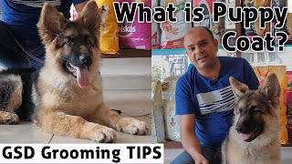 What is Puppy COAT? German Shepherd - Grooming Tips || Short, Medium & Long Coat || Baadal Bhandaari