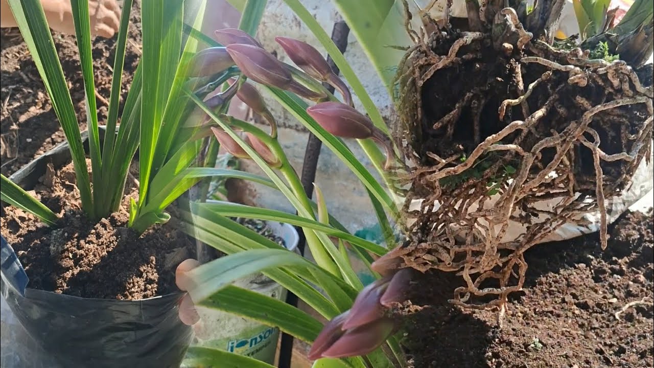 Caring for Orchids//Trimming Orchids Roots//State flower of sikkim🌸🌱💚 