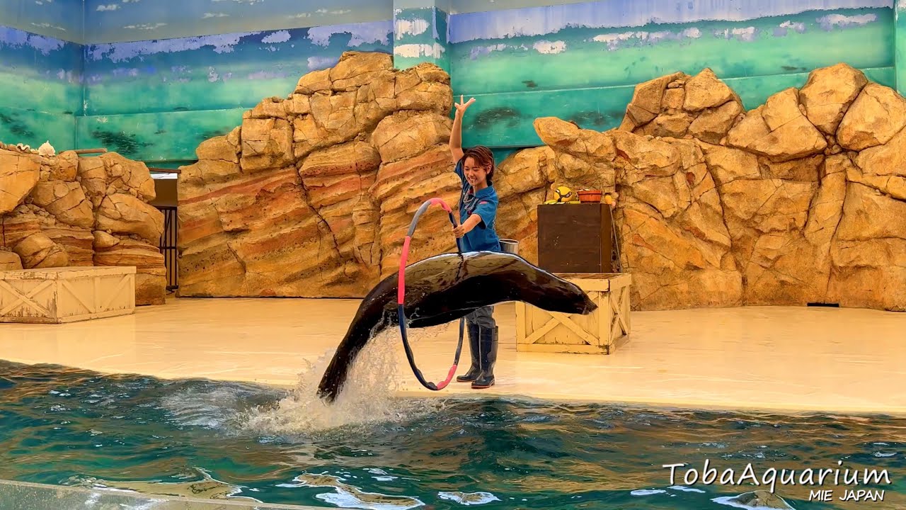 《鳥羽水族館》カリフォルニアアシカ「ナツ」がショーデビューしました！