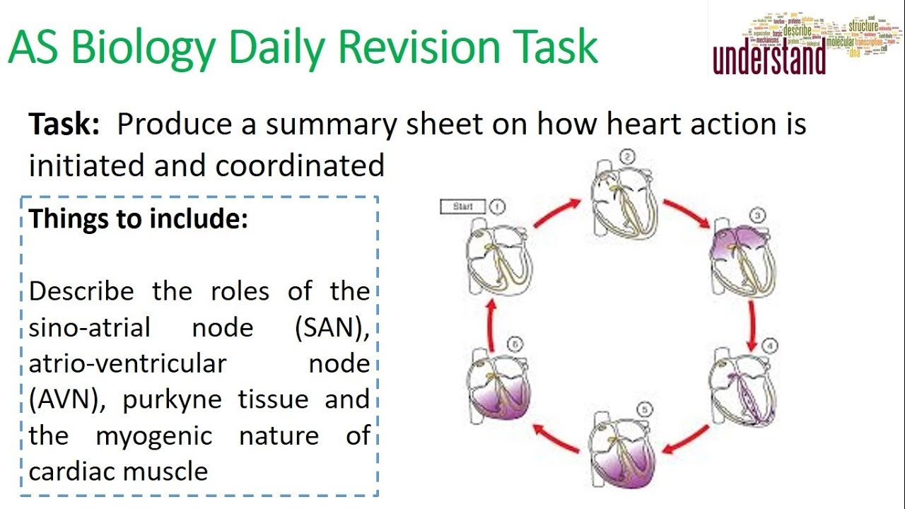 AS Biology Daily Revision Task 74 camera iphone 8 plus apk