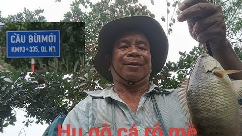 Tập 027 cá rô mề núp dưới góc cây bự quá câu cá ở kênh bùi mới xã Tân Ninh Tây Ninh 