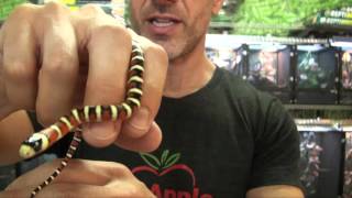 For more info & where to buy:
http://www.bigappleherp.com/arizona-mountain-king-snakes-captive-bred-babies
why should i purchase my reptiles amphibians fro...