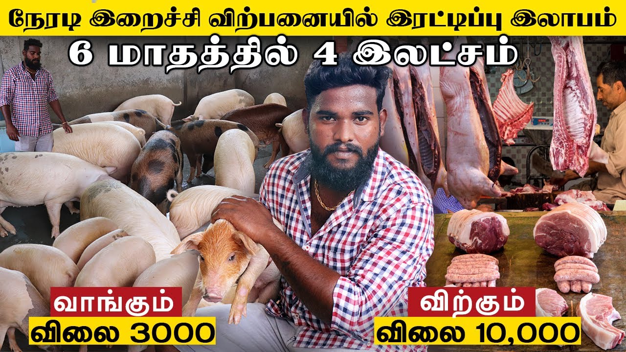 இறைச்சிக்கான வென்பண்றி வளர்ப்பு | 40 குட்டிகள் 6 மாத வளர்ப்பு  