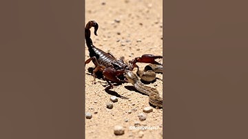 Think a Scorpion Can’t Eat a Snake? Watch This!