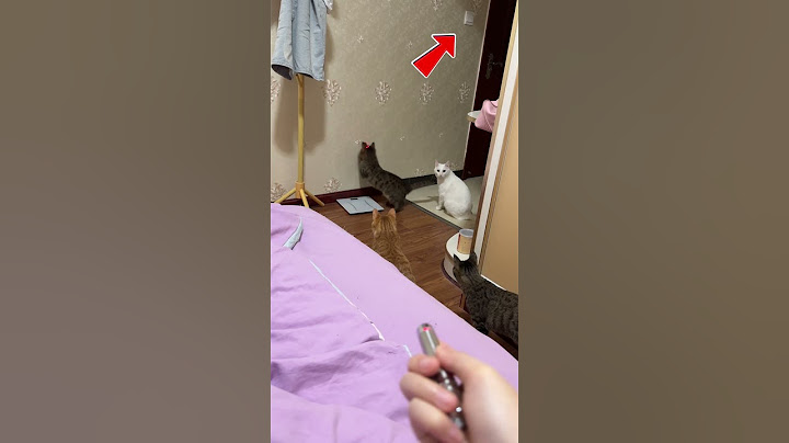 She couldn't believe what her cats did 😮