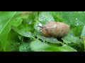 Slugs With Pikmin Music and SFX