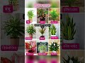 🍀हवा को शुद्ध करने वाले पौधे 🪴 Air Purifying permanent plants ll #plants #air #snakeplant #shorts