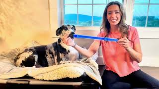 BSEEN Light Up Dog Collar