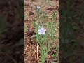 Linum usitatissimum #Linum #flax #flower #phuldiha #nature #natural