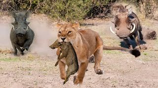 Unbelievable! Brave Warthog Parents Is Determined To Chase And Attack Lion To Get Their Baby Back