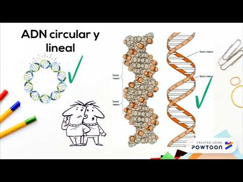 Vídeo: Diferencia Entre ADN Lineal Y Circular