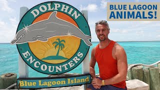 Dolphin, Sea Lion, Stingray and Shark Encounters at Blue Lagoon Island! Nassau Cruise Excursions