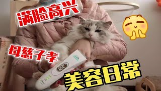 【布偶猫】本猫舍最作的三三又来啦美容大全套来一个