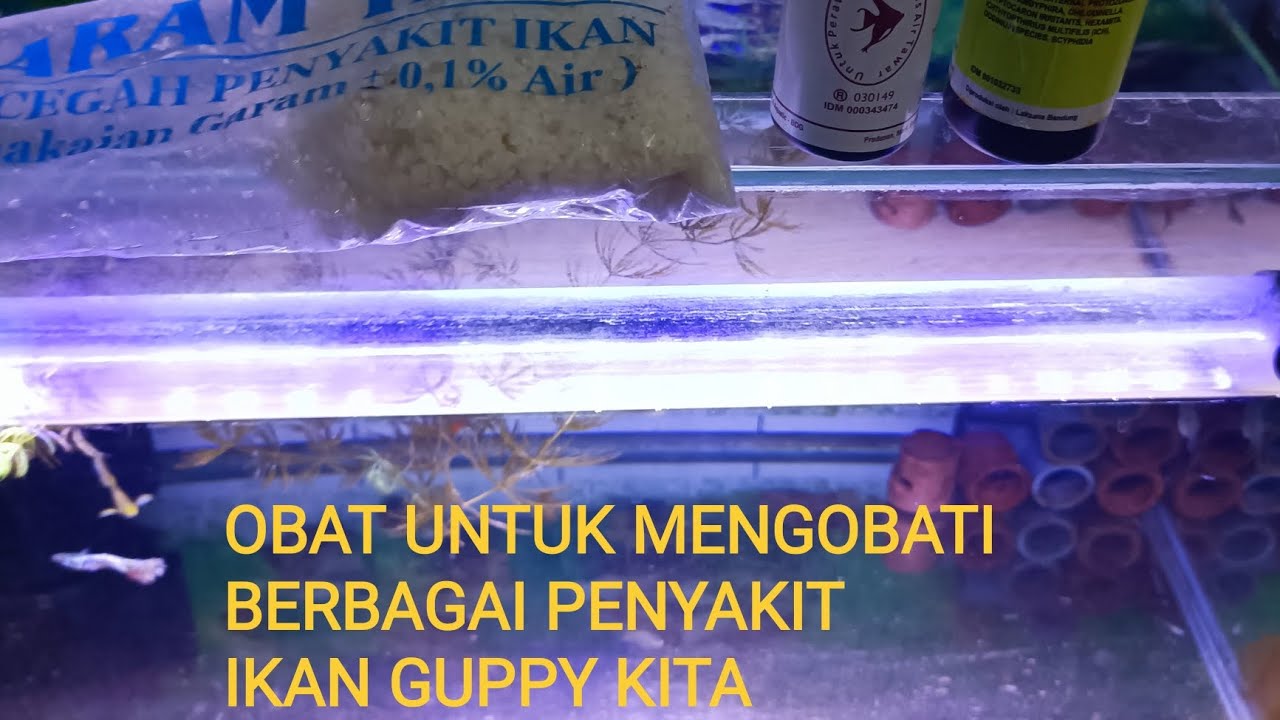 OBAT UNTUK IKAN GUPPY YANG SAKIT