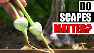The Great Garlic Scape Experiment