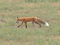 Fox catches a ground squirrel in alfalfa field near bozeman mt