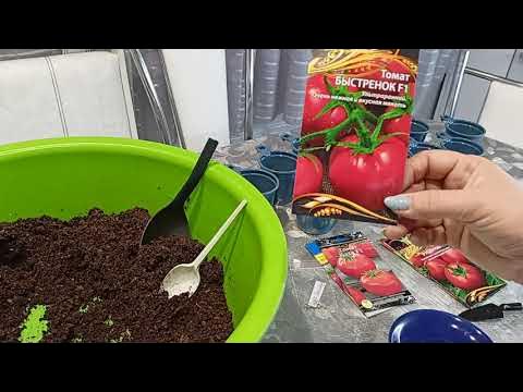 Посадка семян томатов видео. Посадка семян томатов видео. Посадка семян томатов видео. Лайфхаки для рассады. Посадка семян томатов видео.