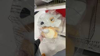 24” Cubone Is $50 Bucks!! #pokemon #youtubeshorts #fyp #targetfinds #pokemoncenter