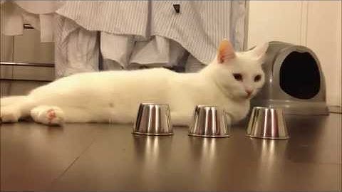 Clever Cat Wins Shell Game