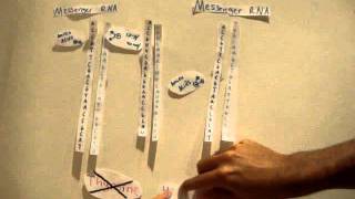Replication, Translation, Transcription (In Plain English style)