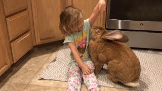 3YearOld Girl and Giant Rabbit Get Into Trouble Together