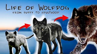 GIANT BLACK WOLF grows from PUPPY to ADULT - Life of Wolfdog Ep.1