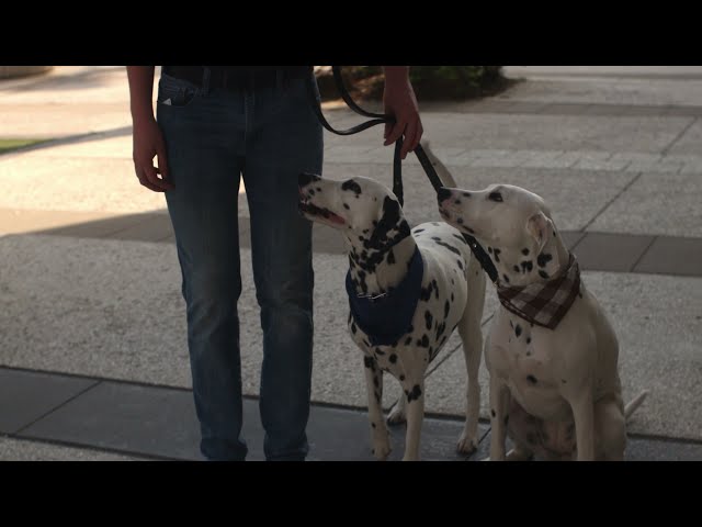 Jacksonville Dog Training at St Johns Towncenter with Suburban K9!